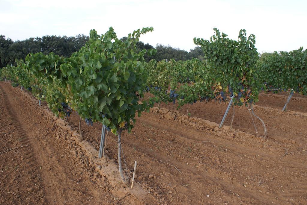 Casa Rural Magnanimvs Villafames Εξωτερικό φωτογραφία